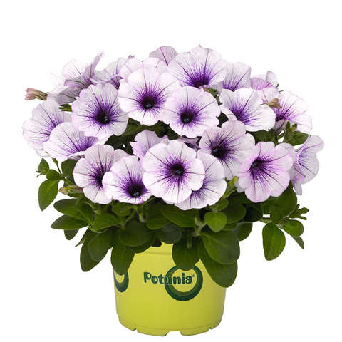 32306 ПЕТУНИЯ POTUNIA PICCOLA BLUE ICE