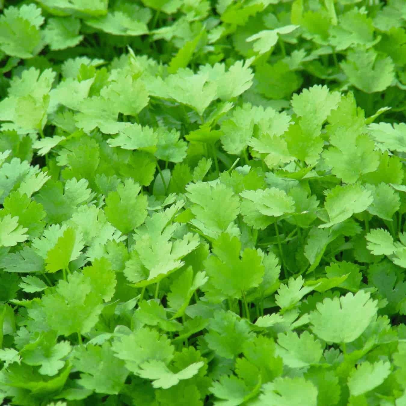 Кориандр молли. Разновидности кинзы. Кориандр, или кинза (coriandrum sativum. Петрушка обыкновенная листовая. Кориандр медоносное растение.