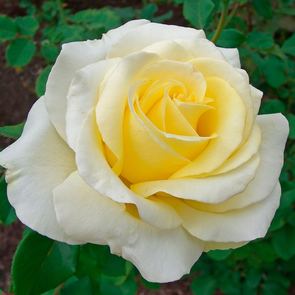 Роза чайно-гибридная Эдванс