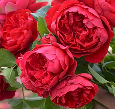 Роза плетистая Флорентина