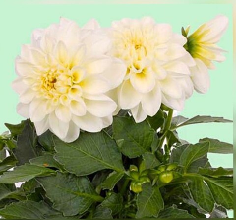 17209 Георгин Labella Maggiore White Impr. (Весна 2026)