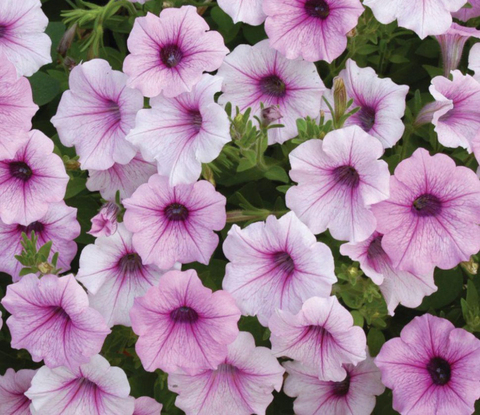 S5745 Петуния ампельная Shock Wave Pink Vein 5шт.