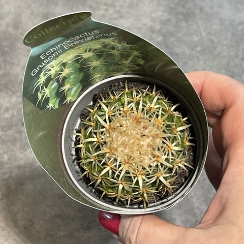 Эхинокактус Грузони Бревиспинус d7