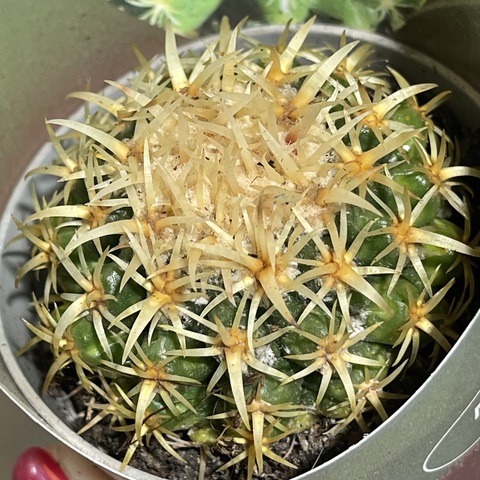 Эхинокактус Грузони Бревиспинус d7