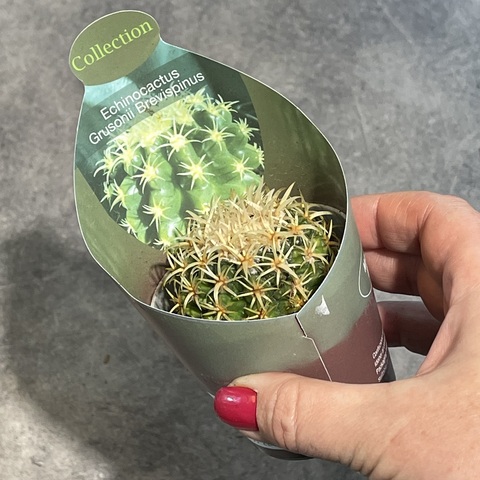 Эхинокактус Грузони Бревиспинус d7
