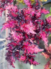 Pink Sunset Тай колеус КСР