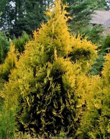 Туя западная Европа Голд