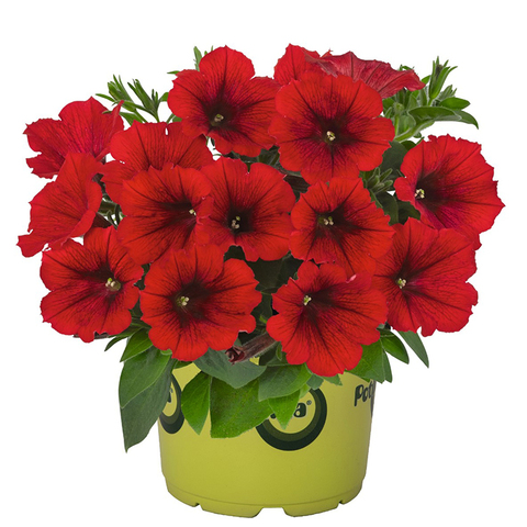 32316 ПЕТУНИЯ SWEETUNIA RED 2024