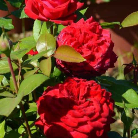 Ноэми де Ротшильд (Noemie De Rothschild)