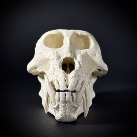 Пластиковая статуэтка бабуина на подставке в масштабе 1:1