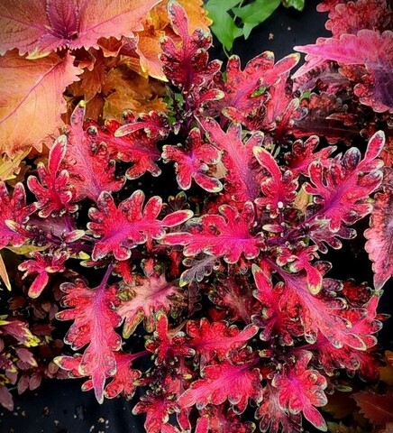 Tickled Red колеус КСР