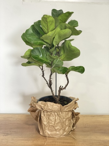 Ficus Lyrata