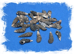 Батиллярия зоналис, 2-3см, 100гр, 170шт