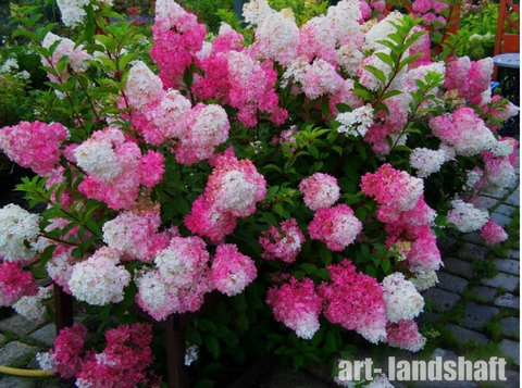 Укорененный черенок Гортензия метельчатая ФРАЙЗ МЕЛЬБА («Fraise Melba»)
