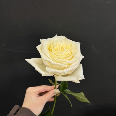 Роза белая Candlelight 60 см