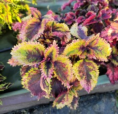 Sunny Joy Тай колеус КСР