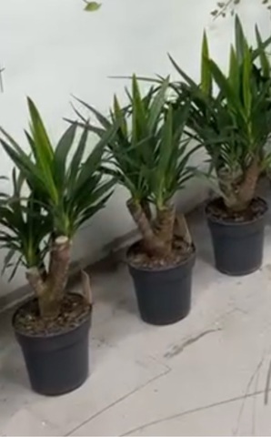 Юкка Вертакт