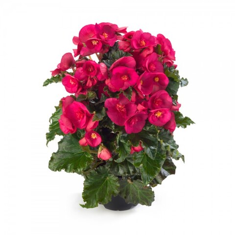 12101 Бегония BK Collection Evi Bright Pink (Весна 2026)