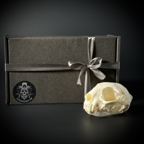 Череп кота в подарочной коробке