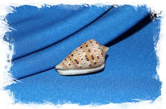 Конус генуанус (Conus genuanus)