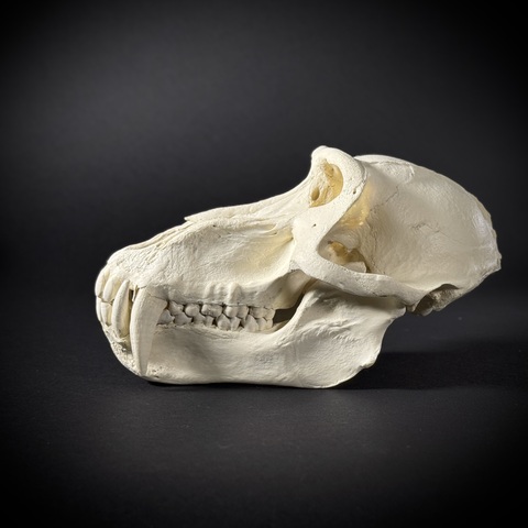 Пластиковая статуэтка бабуина на подставке в масштабе 1:1