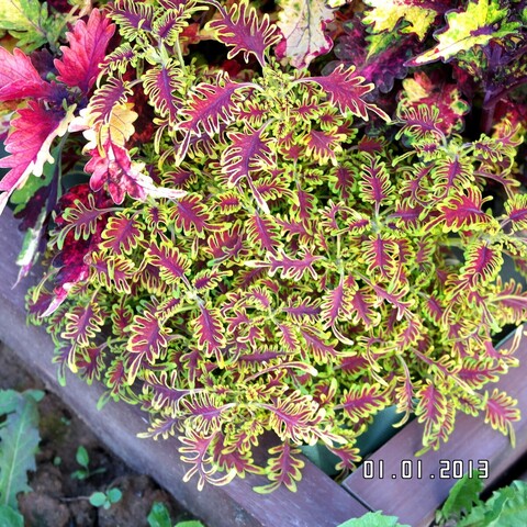 Skeletal колеус КСР