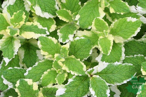 5014 Мята Pinedo  (Весна 2026)