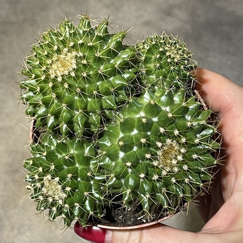 Маммиллярия Маркса d8