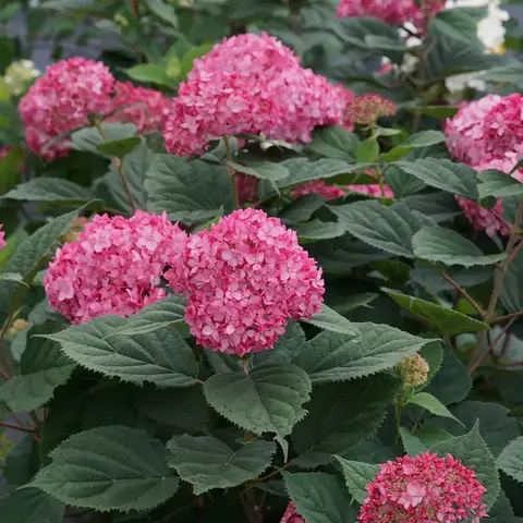 №49 Гортензия древовидная РУБИ АНАБЕЛЬ (Hydrangea arborescens 