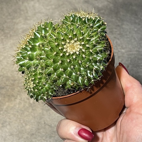 Маммиллярия Маркса d8