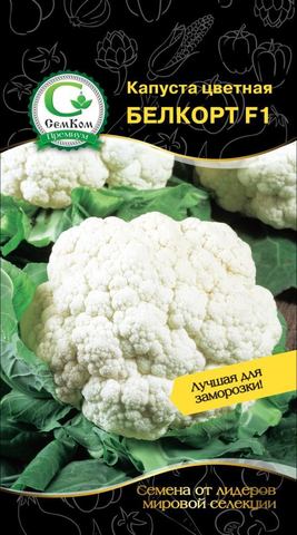 Ранний гибрид (65-70 дней от высадки рассады до уборки) цветной капусты.