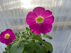 Петуния Casсаdiаs Rose