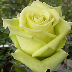 Роза чайно-гибридная Амандина 