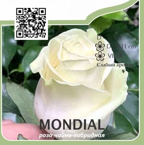 Роза чайно-гибридная 