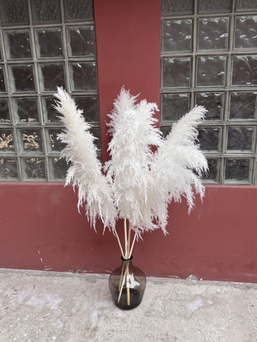 Кортадерия белая Премиум 5 шт