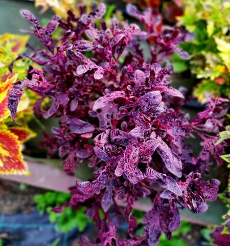 Tropical Night Тай колеус КСР