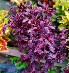 Tropical Night Тай колеус КСР