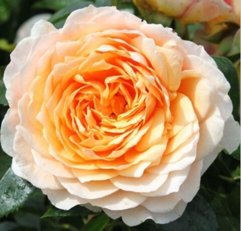 Роза плетистая Джинжер Силабаб