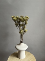 Филика пушистая