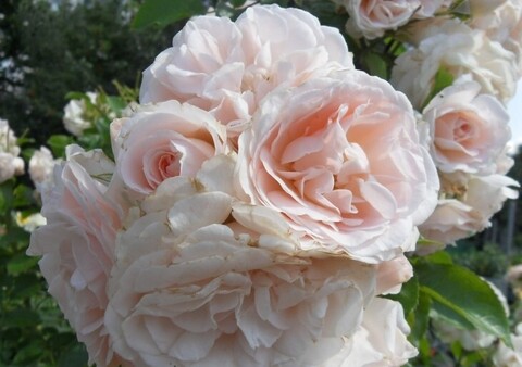 Мисс Диор(Miss Dior)