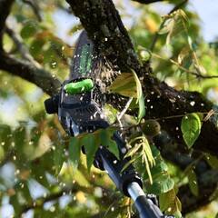 Высоторез-сучкорез Greenworks GD82PS25 82V (25 см) аккумуляторный, без АКБ и ЗУ