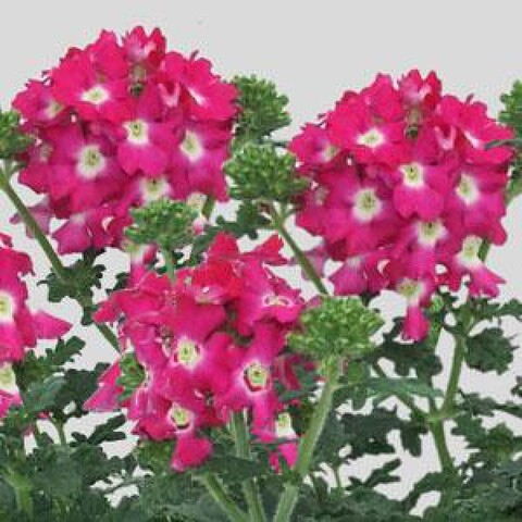 15127 Вербена BLU Neon (Весна 2026)