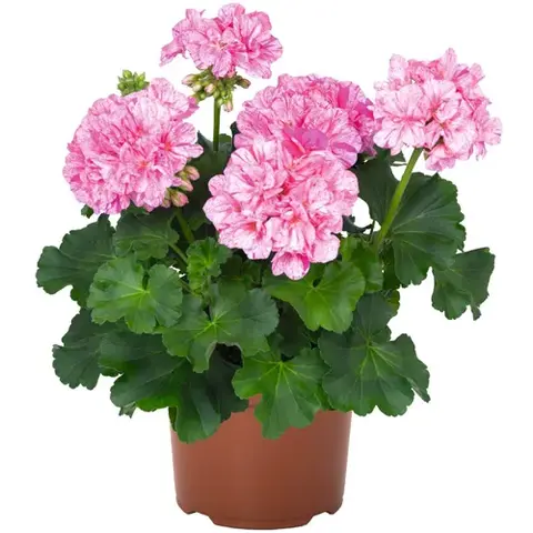 2833 Пеларгония зональная BIG EEZE PINK BATIK (Весна 2026)