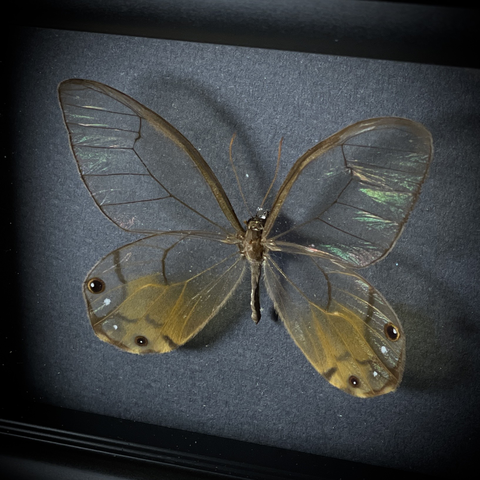 Композиция в багетной раме «Скелет бабочки»