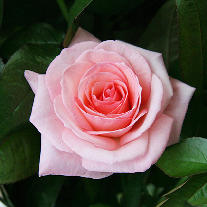 Розы пионовидные Pink O'Hara от 9шт