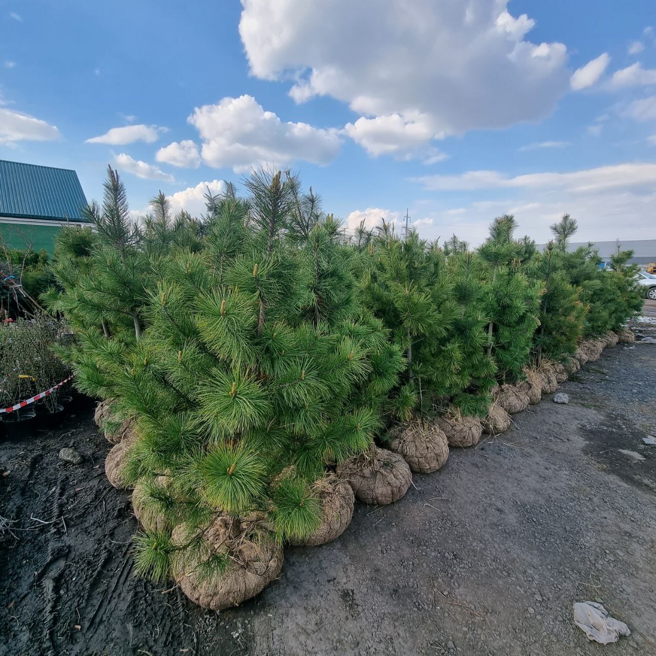 Кедр 160. Сосна Кедровая Pinus Cembra. Сосна Кедровая Сибирская/Pinus sibirica. Саженцы кедра. Сосна Кедровая Сибирская 6 метров.