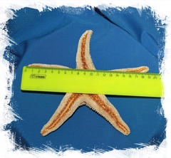 Мексиканская морская звезда 15-20 см
