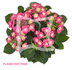 Гортензия крупнолистная (Macrophylla) Flame Hot Pink 9 шт.