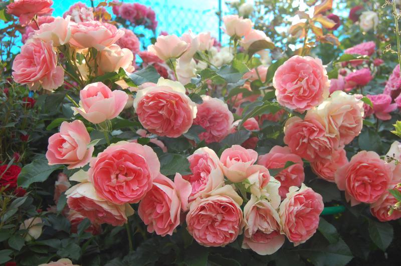 Джэт Сэт (Jet Set) - Усадьба роз