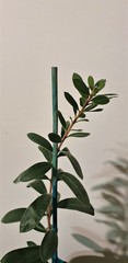 Teofrast Мелалука каллистемон melaleuca callistemon